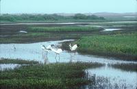 Whooping Cranes